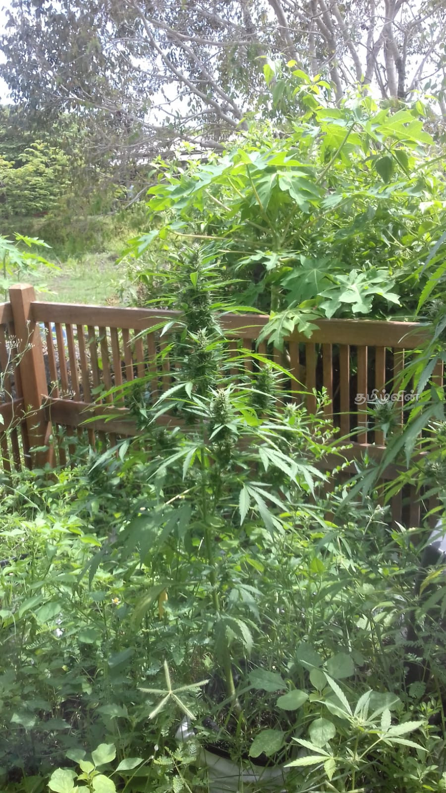 கஞ்சா செடிகள் வளர்த்தவர் திருகோணமலையில் கைது! 