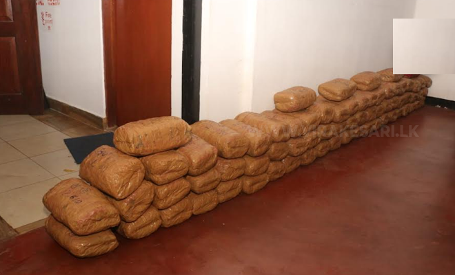 மாதகல் – மாரீசன் கூடலில் 150 கிலோ நிறையுடைய கஞ்சா மீட்பு !