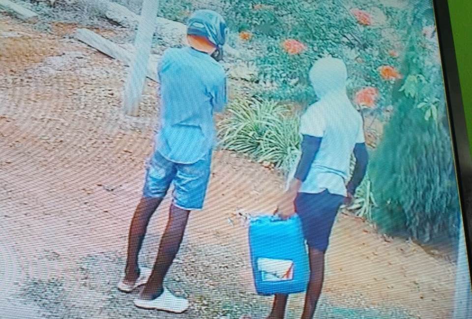 யாழில் பயன்தரு மரங்களுக்கு மண்ணெண்ணெய் ஊற்றிய விஷமிகள்