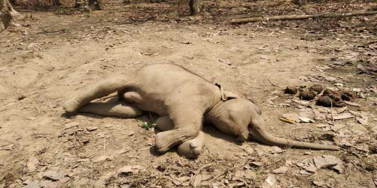 மலசலகூட குழிக்குள் விழுந்து காட்டு யானை உயிரிழந்தது!
