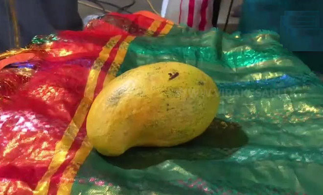 ஒரு லட்சத்து 62 ஆயிரம் ரூபாவுக்கு வவுனியாவில் விற்கப்பட்ட மாம்பளம்!