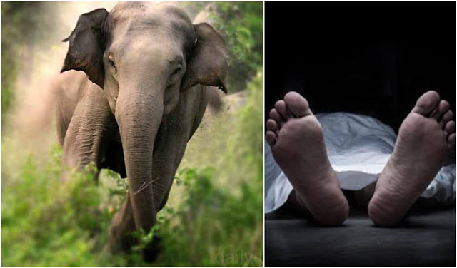 யானை தாக்கி குடும்பஸ்தர் பலி