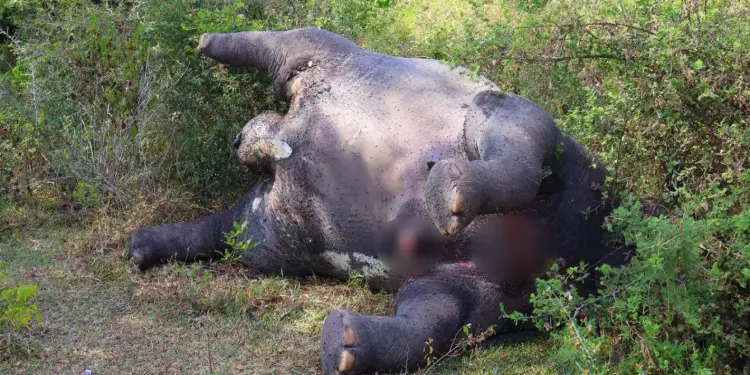 இறந்த நிலையில் யானையின் சடலம் மீட்பு