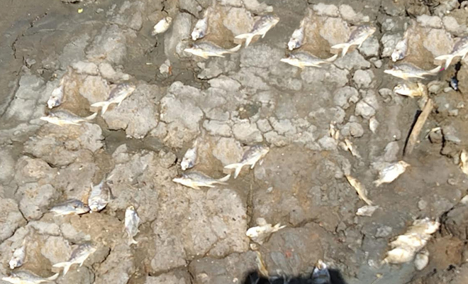 கடும் வறட்சியினால் ஆயிரக்கணக்கான மீன்கள் உயிரிழப்பு! – கிளிநொச்சியில் சம்பவம்