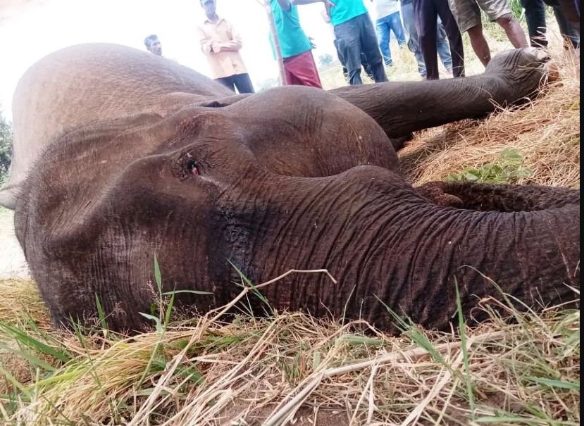 கணேவல்பொலவில் சுட்டுக் கொல்லப்பட்ட யானையின் வயிற்றில் குட்டி யானை!