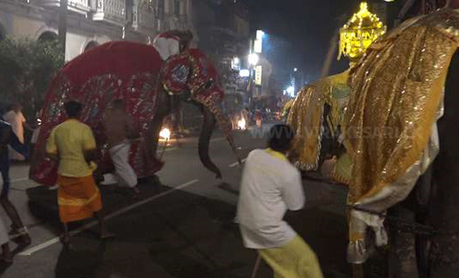 கண்டியில் 4 யானைகள் குழம்பியதால் பெண் காயம் : அச்சமடைந்த மூவர் ஏரிக்குள் பாய்ந்தனர்!