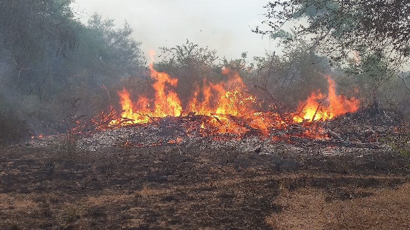 தப்போவ சரணாலயத்தில்  பாரியளவில் தீ விபத்து!