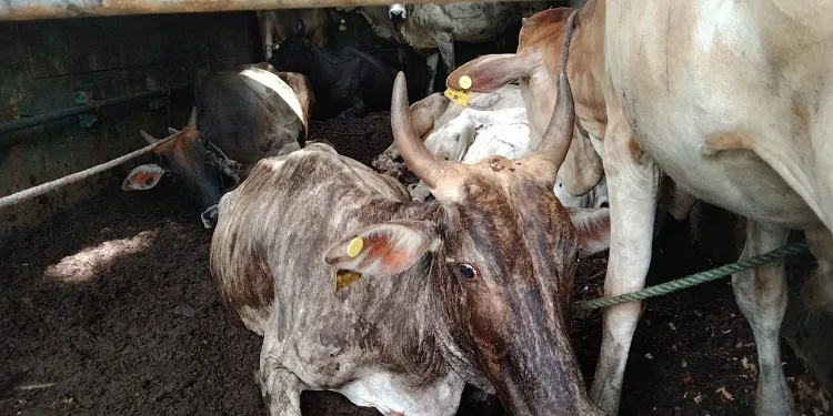 கிளிநொச்சியில் மிருக வதை சட்டத்தின் கீழ் மூவர் கைது!