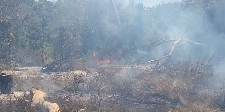 முட்கொம்பன் காட்டு பகுதியில் தீப் பரவல்!