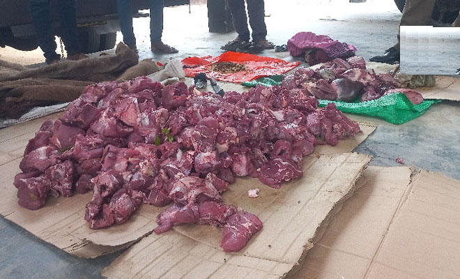 வண்ணாத்திவில்லு பகுதியில் மரை இறைச்சியுடன் ஒருவர் கைது, இருவர் தப்பியோட்டம்