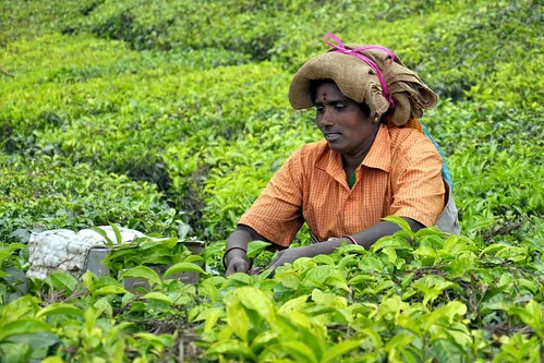 வேர்களை மீட்டு உரிமை வென்றிட’ நடை பவணி இன்று மிகிந்தலையில்