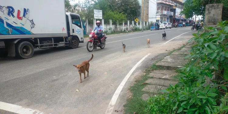 கல்முனையில் கட்டாக்காலி நாய்களின் தொல்லையால் மக்கள் பெரும் அவதி!