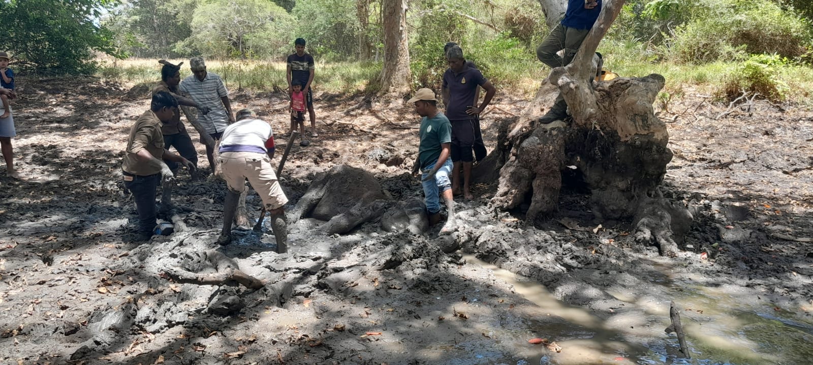 சேற்றில் புதைந்து உயிருக்குப் போராடும் யானை : மீட்கும் பணிகள் தீவிரம்! – வவுனியாவில் சம்பவம்