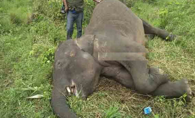 புகையிரதத்தில் மோதி யானை உயிரிழப்பு