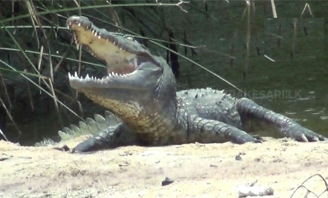 புத்தளம் எலுவாங்குளம் கலாஓயா பாலத்தில் சஞ்சரித்து வரும் 7 அடி நீளமான முதலை