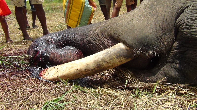 மின்சாரவேலியில் தும்பிக்கை சிக்கி கொம்பன் யானை பரிதாபச் சாவு! ஆனமடுவ பகுதியில் சம்பவம்
