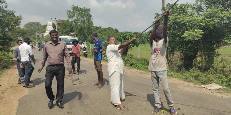 கிளிநொச்சியில் அகற்றப்படும் வீதியோர மரங்கள்!