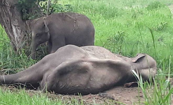 துப்பாக்கி சூட்டுக்குள்ளாகி உயிருக்கு போராடும் யானையைக் காவல் காக்கின்றது குட்டி யானை!