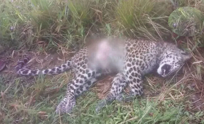 பொகவந்தலாவையில் உயிரிழந்த நிலையில் சிறுத்தை ஒன்று மீட்பு!