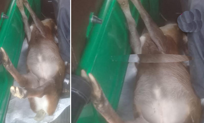 மானை வேட்டையாடி வாகனத்தில் கொண்டு சென்ற 3 பேர் கைது