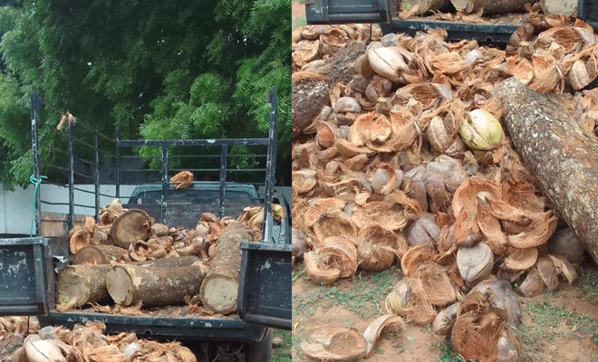 முதிரை மரக் குற்றிகளை ஏற்றி வந்த பட்டாரக வாகனத்துடன் சாரதி கைது!