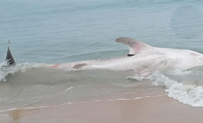 உயிரிழந்த நிலையில் கரையொதுங்கிய சுறா முல்லைத்தீவு கடற்கரையில்