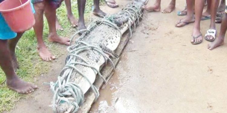 மொரட்டுவையில் வீதிக்கு வந்த முதலையால் பரபரப்பு!