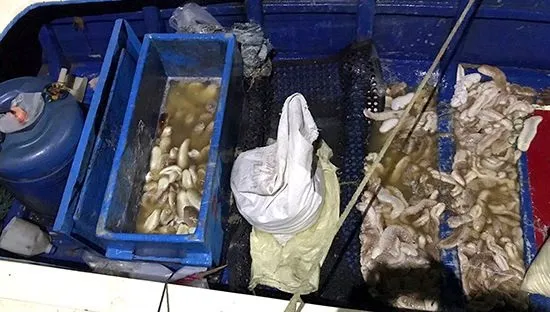 கடலட்டைகளைப் பிடித்த 12 பேர் கைது!