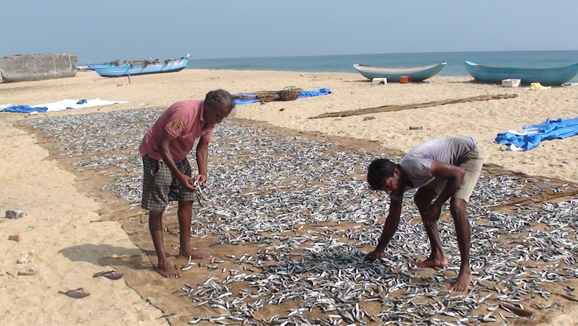 மட்டக்களப்பு மாவட்டத்தில் அதிக மீன்கள் பிடிபடுவதாவல் கருவாடு உற்பத்தி அதிகரிப்பு