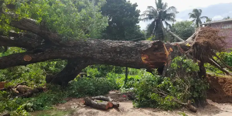 யாழில் நூற்றாண்டு பழைமையான மரம் முறிந்து விழுந்தது!