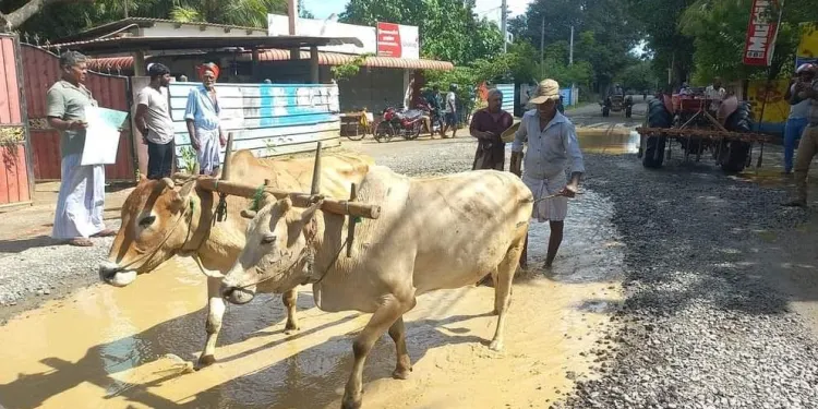 யாழில் வீதியில் நெல் விதைத்துப் போராட்டம்!