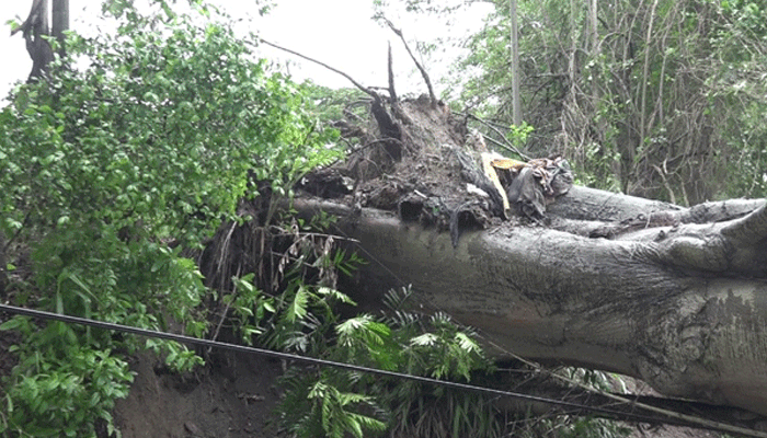 வான் மீது மரம் வீழ்ந்தமையால் மஹியங்கனையில் மூவர் காயம்!