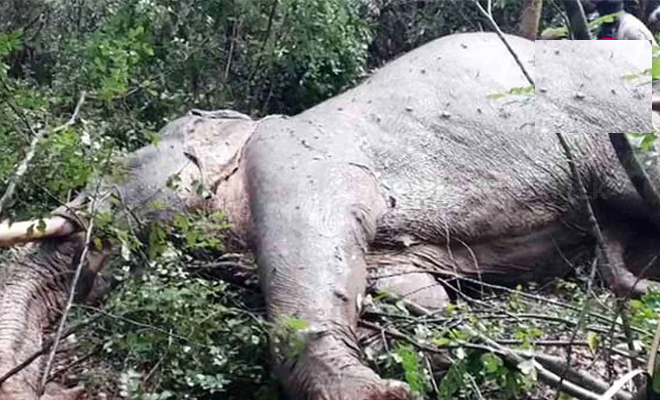 ‘ஒற்றைத் தந்த’ யானை மீது துப்பாக்கிச் சூடு!