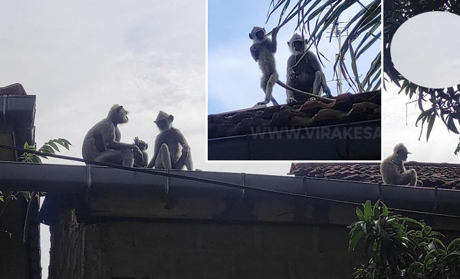 மட்டுவில் குரங்குகள் அட்டகாசம் சேதமடைகின்றன வீட்டு கூரைகள் பொதுமக்கள் கவலை