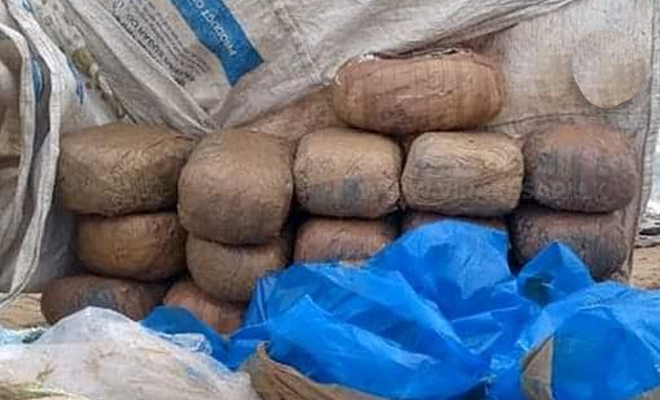 யாழ். வெற்றிலைக்கேணியில் 14 மில்லியன் ரூபா கஞ்சா மீட்பு