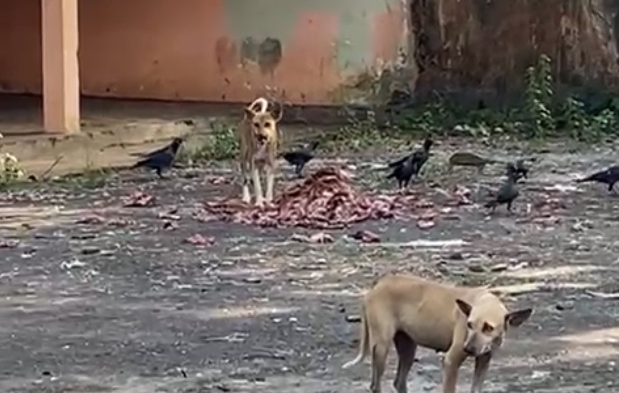 வவுனியாவில் கழிவுகள் கொட்டும் இடமாகிப்போன பொதுச் சந்தை!