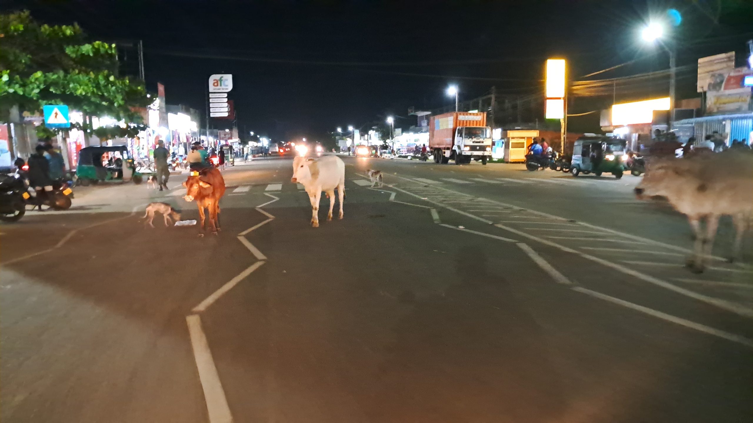 புதுக்குடியிருப்பு நகர் பகுதியில் கட்டாக்காலிகளால் கடும்சிரமம்!