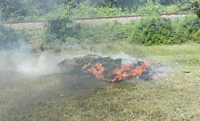 வவுனியா மேல் நீதிமன்றத்தினால் 300 கிலோ கஞ்சா எரித்து அழிப்பு!