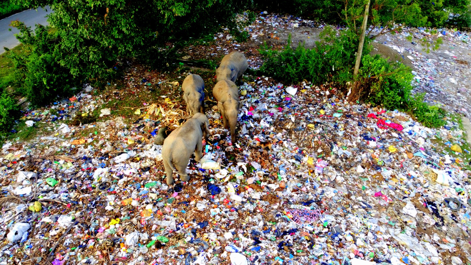 அம்பாறை புத்தங்கல வீதியிலுள்ள கழிவு மீள்சுழற்சி நிலையப்; பகுதியில் யானைகள் வருகை அதிகரிப்பு!