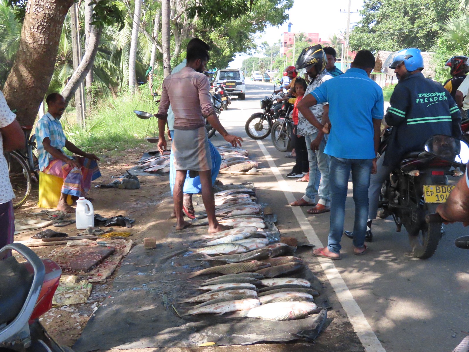 கணையான்  மீன் இனங்கள் அம்பாறையில் பெருக்கெடுப்பு