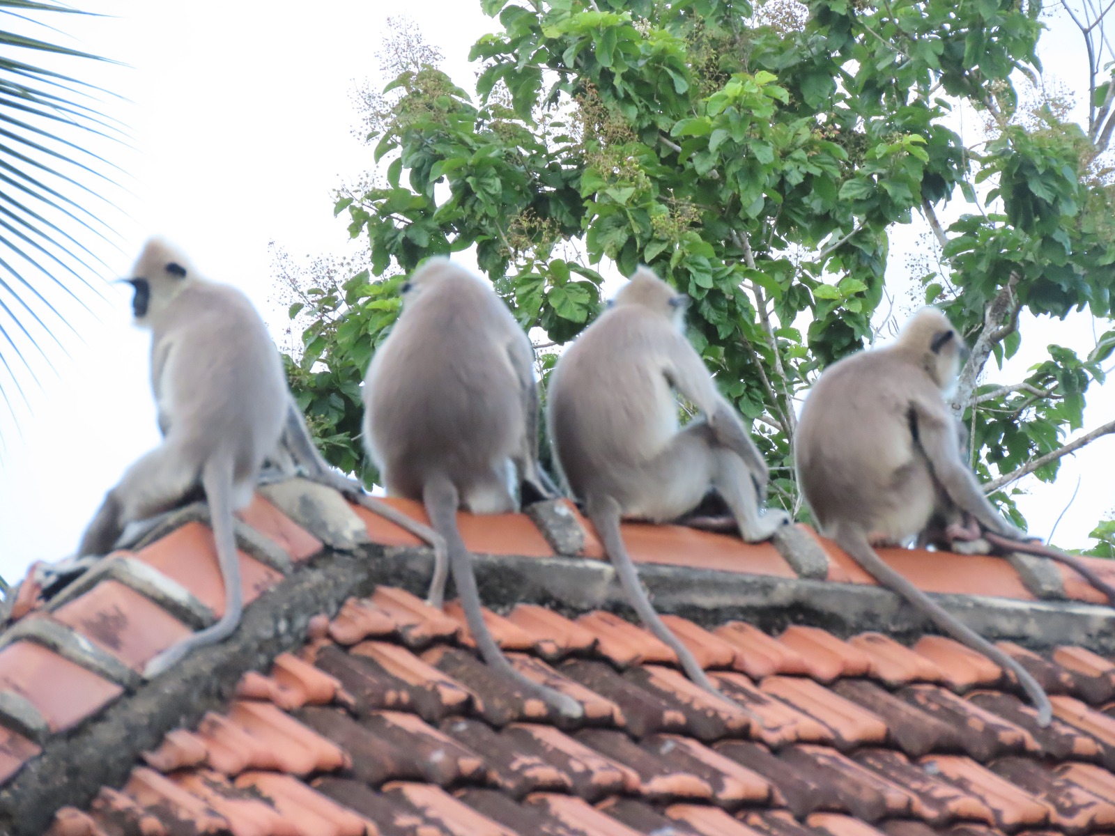 குரங்குகளின் தொல்லையால் பொதுமக்கள் பெரும் சிரமம்!