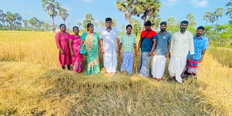 யாழில் தரிசு நிலத்தில் அறுவடை!