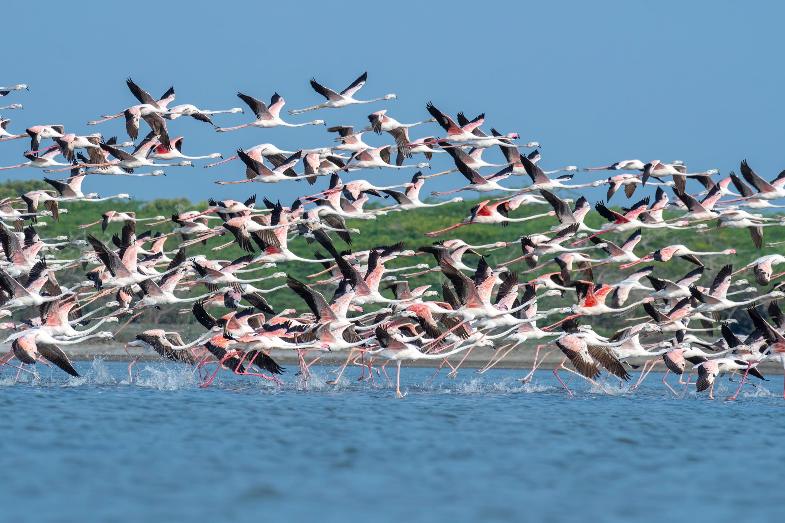 மன்னார் அழகு நிறைந்த பிளமிங்கோ பறவைகள்!