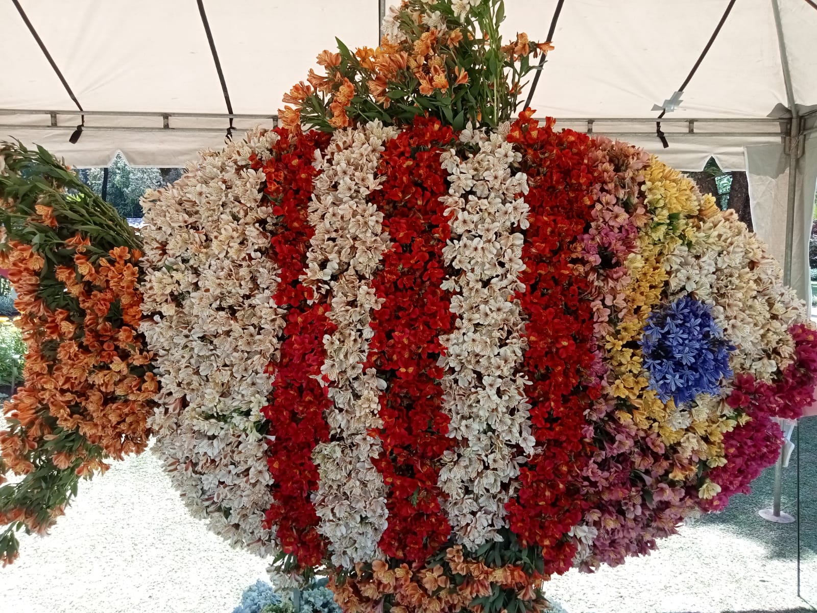 விக்டோரியா பூங்காவின் வசந்த மலர் கண்காட்சி