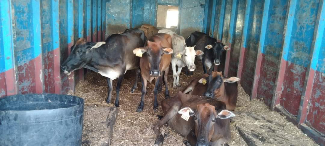 சட்டவிரோதமான முறையில் கொண்டுசெல்லப்பட்ட மாடுகள் மீட்பு