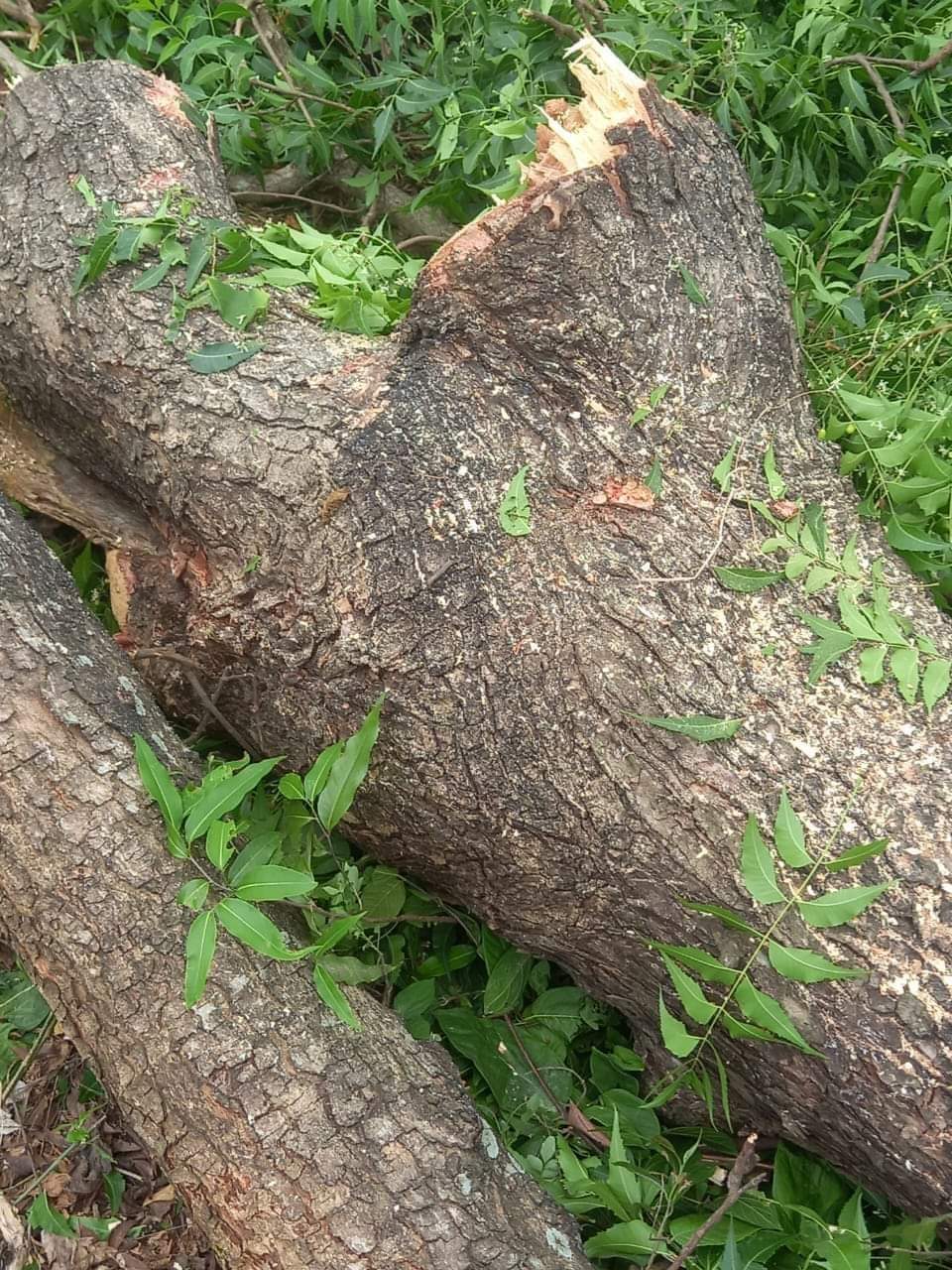 யாழில் நூற்றாண்டு கடந்த வேம்பு திருச்சபையினால் அழிப்பு – அதிகாரிகள் மொளம்