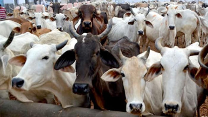 சட்டவிரோத மாடறுப்பு நிலையம் சுற்றிவளைப்பு