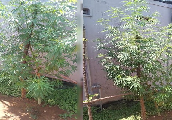 யாழில் கஞ்சா செடி வளர்த்தவர் கைது