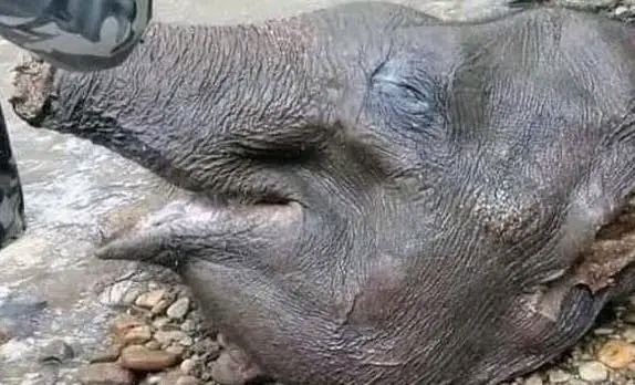 வவுனியாவில் 3 இராணுவத்தினர் கைது- யானையை துண்டு துண்டாக வெட்டிய கொடூரம்